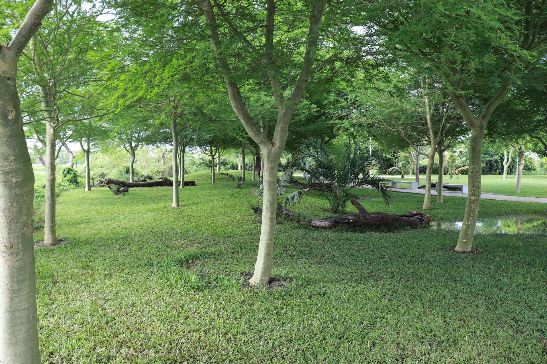 Paisagem verde do Parque Chiveve